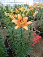 [5094 Longwood No02.JPG]